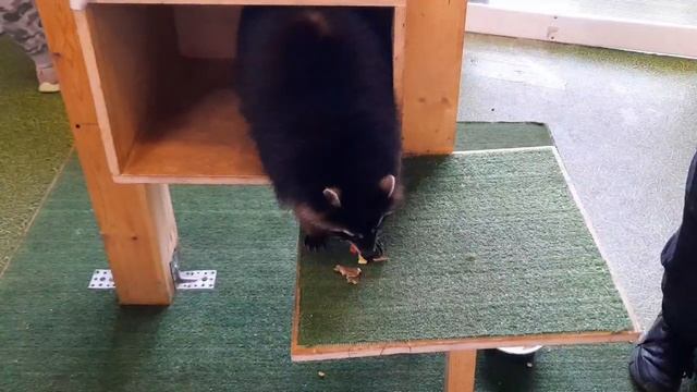 Еноты Майло и Рио на выставке в Этажах смотреть онлайн