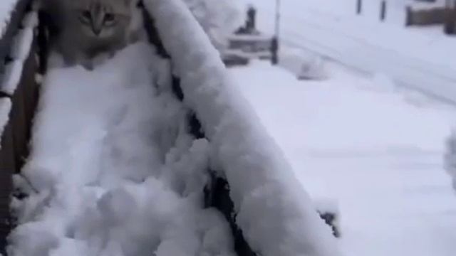 Ох, снежок! Как ты глубок!❄️❄️❄️ смотреть онлайн