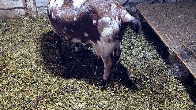 ПОЛСТАДА ОКОТИЛОСЬ ЗА ВЕЧЕР!