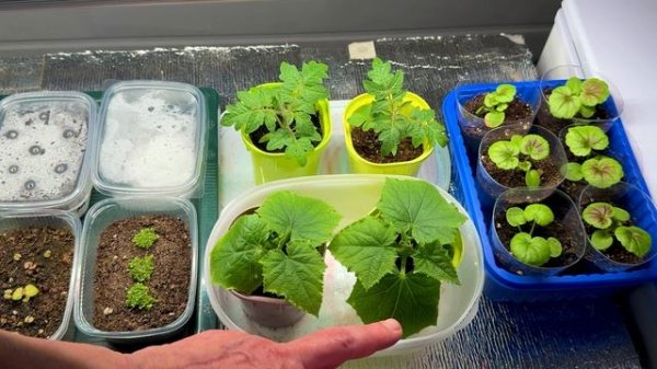 Без рекламы про рассаду.