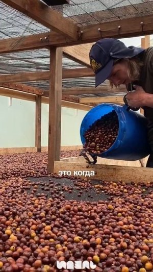 Как готовят привычный для нас кофе, который мы пьем каждый день