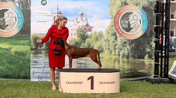 Баварская горная гончая Кейли  Bavarian Mountain Hound Keyli