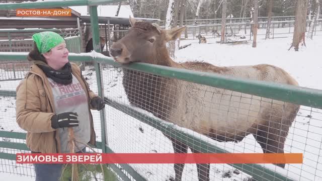 Зимовье зверей в Ростовском зоопарке смотреть онлайн