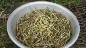 Как замариновать черемшу. Нежная и вкусная черемша на Вашем столе. #рецепты #черемша