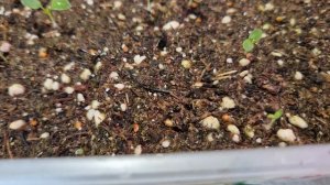 ВСХОДЫ АМПЕЛЬНОЙ ВИОЛЫ НЕ РАДУЮТ.