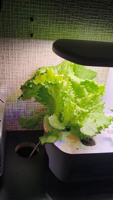 Салат в ,,Умном саде,,