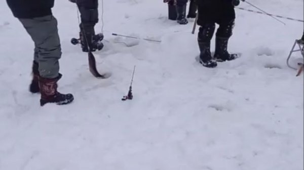 Рыбалка на Нижнем. Неплохо работают пассивные снасти. Клёвое место Лосиный остров.