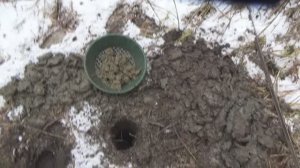 Зимний поиск самородного Золота под корнем поваленного дерева!