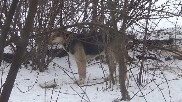 13 января 2026 года - брошенные накануне собакам кости валяются на земле