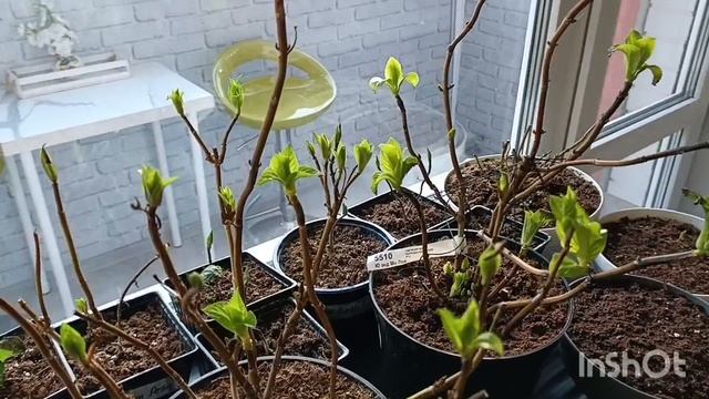 Просыпаются гортензии 🌿😍❤️ смотреть онлайн