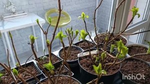 Просыпаются гортензии 🌿😍❤️