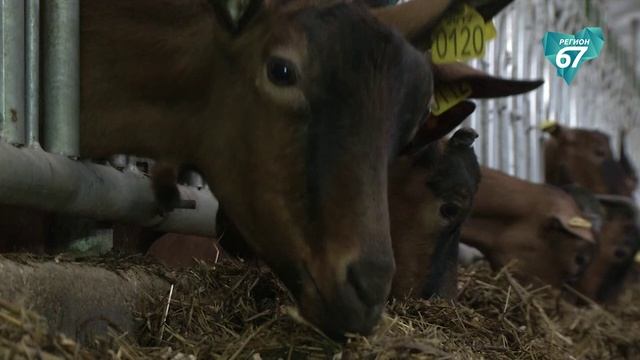 Миллиард рублей был направлен на развитие животноводства и растениеводства в регионе в 2025 году смотреть онлайн