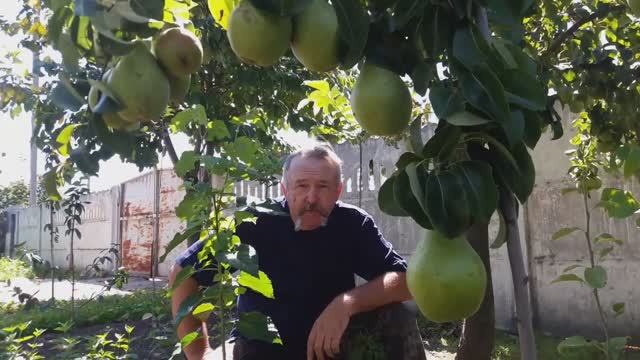 Окулировка (летняя прививка) на примере шелковицы смотреть онлайн