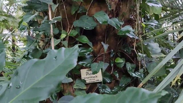 Ботанический сад Петра Великого в Санкт-Петербурге смотреть онлайн