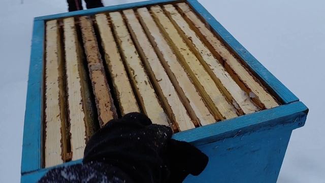 ❄️🍯 Мёд из сугроба?! Собрали 100 кг в Рождество смотреть онлайн