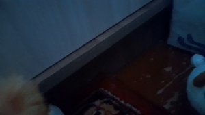 Котики в школе