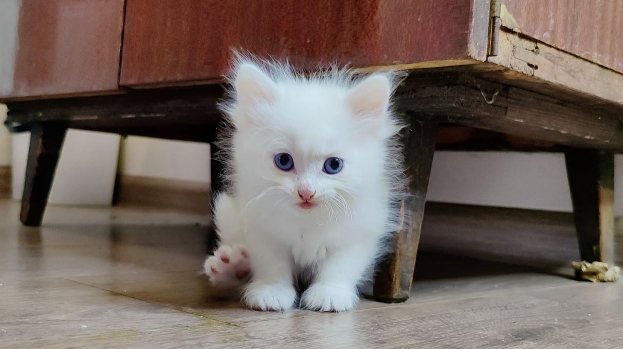 Маленький котенок мяукает, мама-кошка беспокоится о нем.  Мама-кошка заботится о котенке Микки.