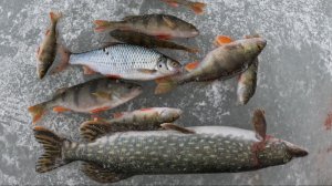 Устал бегать к жерлицам. Ловля щуки на зимние жерлицы