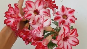 Ветер перемен. Сеянец адениума, выращенный из семян.Ради таких букетов стоит посадить еще пару семян