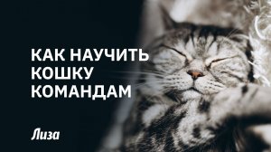 😺ТВОЙ КОТ - ГЕНИЙ💯 Секреты ДРЕССИРОВКИ: как научить питомца выполнять простые КОМАНДЫ
