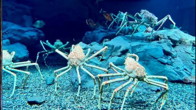 Гигантский краб