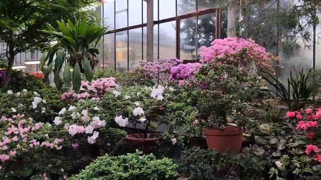 Оранжерея субтропики в Ботаническом саду смотреть онлайн