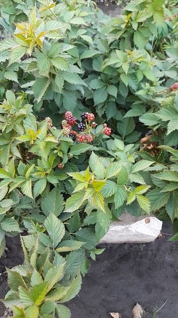 Ежевика Искорка. смотреть онлайн