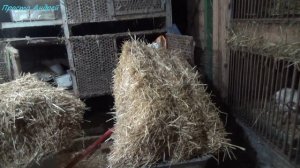 Нутрия готовимся к холодным ночам