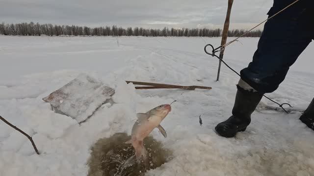 Проверка удочек. 39 день. Язь на кальмара. смотреть онлайн