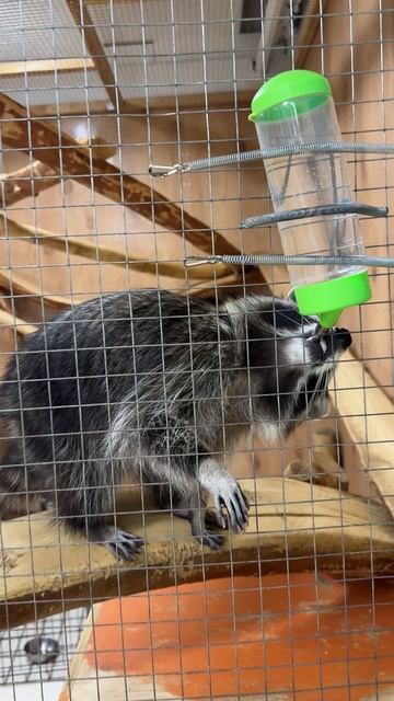 Енотик пьет смотреть онлайн