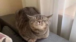 Прикольные мемы с животными