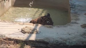 Тигр принимает ванну