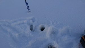 Рыбалка 2026. Пудожский налим.