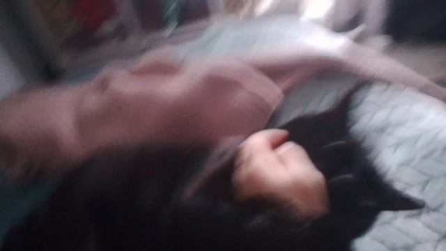 мой кот 😻 смотреть онлайн