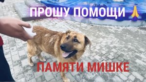 ЧЕРНОМОРСКОЕ ВМЕСТЕ! Продолжаем сбор на скульптуру Мишке. Буду благодарна за поддержку 🙏🐕💖