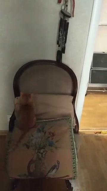 Котенок музыкант смотреть онлайн