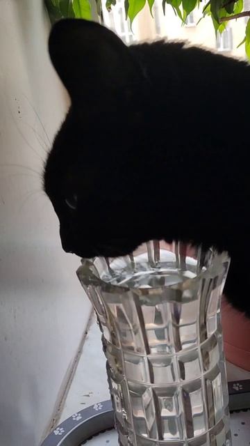 Как пьет кошка смотреть онлайн