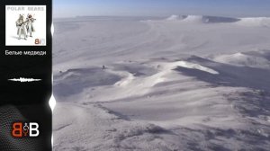 Белые медведи