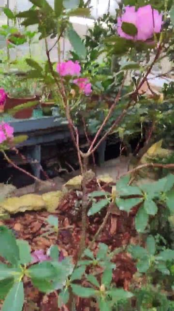 Цветы в Ботаническом саду смотреть онлайн