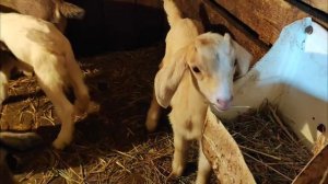 Март-апрель 2025 года. Козлята.