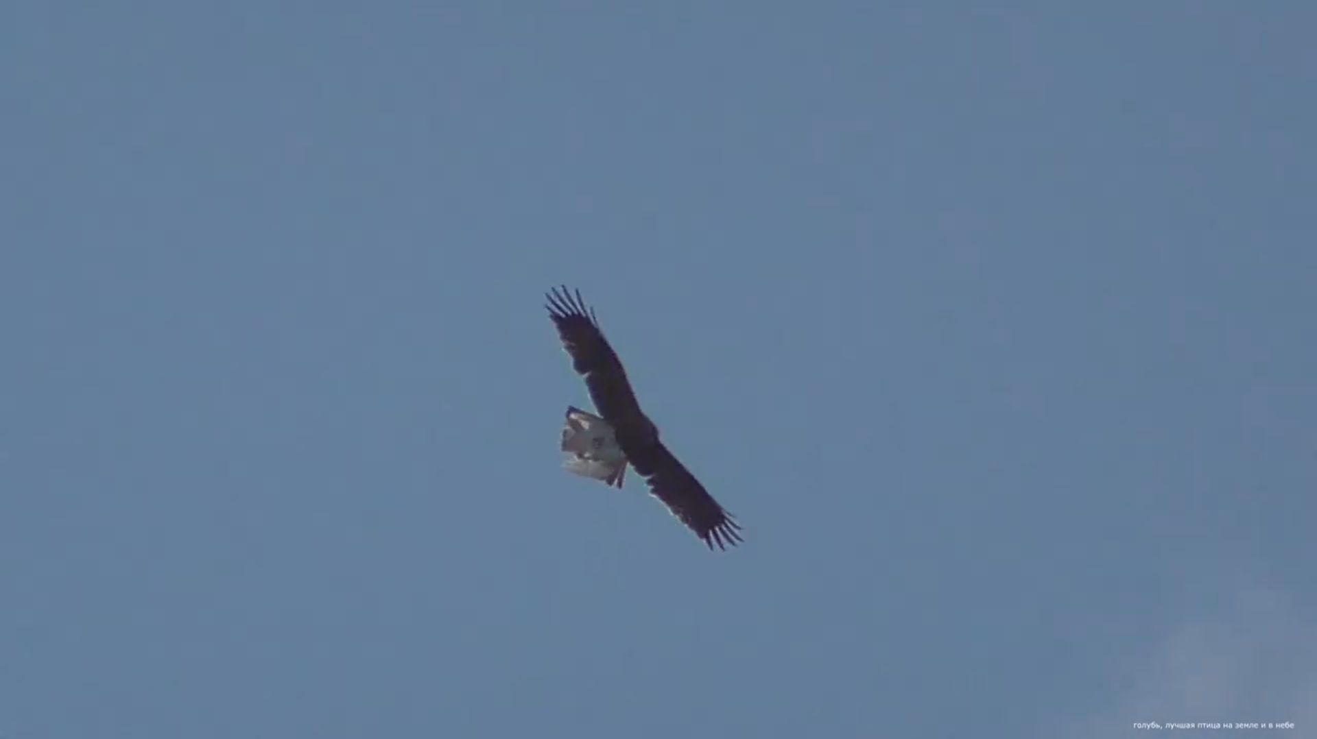 Гоняем голубей Орёл забрал голубя смотреть онлайн