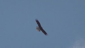 Гоняем голубей Орёл забрал голубя