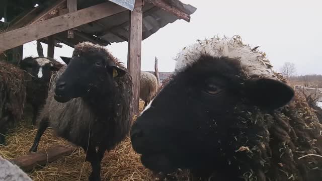 СЛОЖНЫЕ РОДЫ У ОВЕЧКИ, ПЕРВЫЙ СНЕГ, ПРИБАВЛЕНИЕ НА ХУТОРЕ. №31