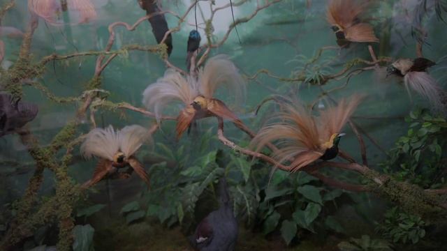 Песня по басне И. И. Хемницера «Соловей и чиж»:


Был дом,  
Где под окном  
И чиж и соловей