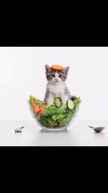Котёнок в миске с салатом #развлечение #питомцы #котёнок #видео с котами #салат #милыйкот