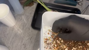 Пересадка Алоказии в минеральный грунт на фитильный полив