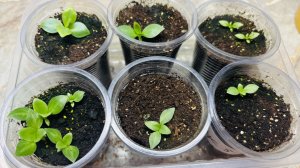 САМАЯ ПЕРВАЯ И САМАЯ ВАЖНАЯ  ПОДКОРМКА ЭУСТОМЫ!!