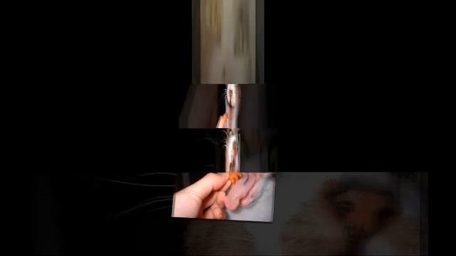 Приколы с котами Свежая Топ Подборка