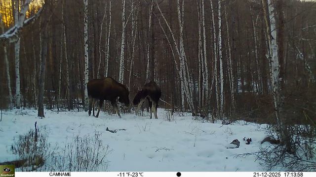 Поединок лосей смотреть онлайн