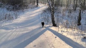 Канадский волк - гибрид. Зима в Сибири